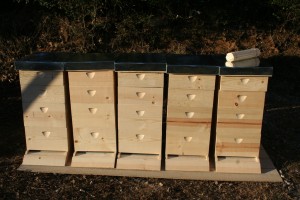New Hives